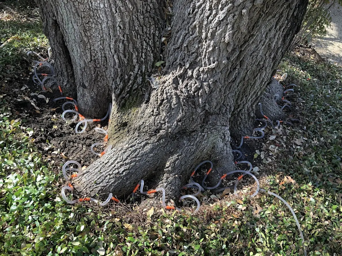 Detailed Shrub and Hedge Trimming job site in Lake Dallas