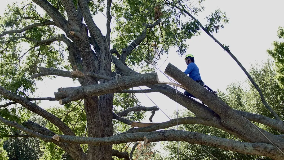Professional Crown Thinning performed by certified arborists in Lake Dallas