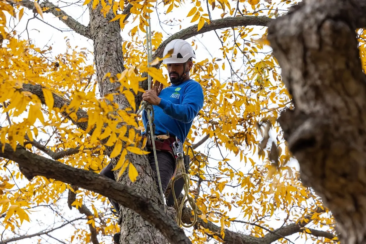 Skilled Tree Planing crew working in Lake Dallas